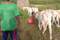 Amady Ba shares his daily ritual of taking cows out to graze.