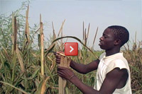 Ousman Yade provides an in-depth look, from the fields to
		the kitchen, of the cultivation and preparation of millet, a common food.